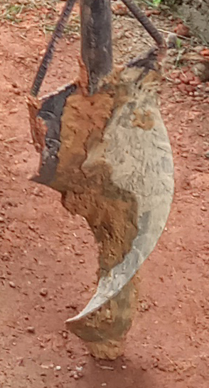 thale.jpg