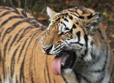 Tiger.jpg
