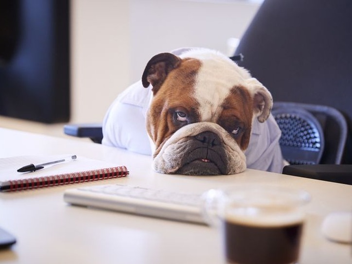 tired-bulldog-photo-6566-d126a869502c40541fb7b21f76202c32@1x.jpg