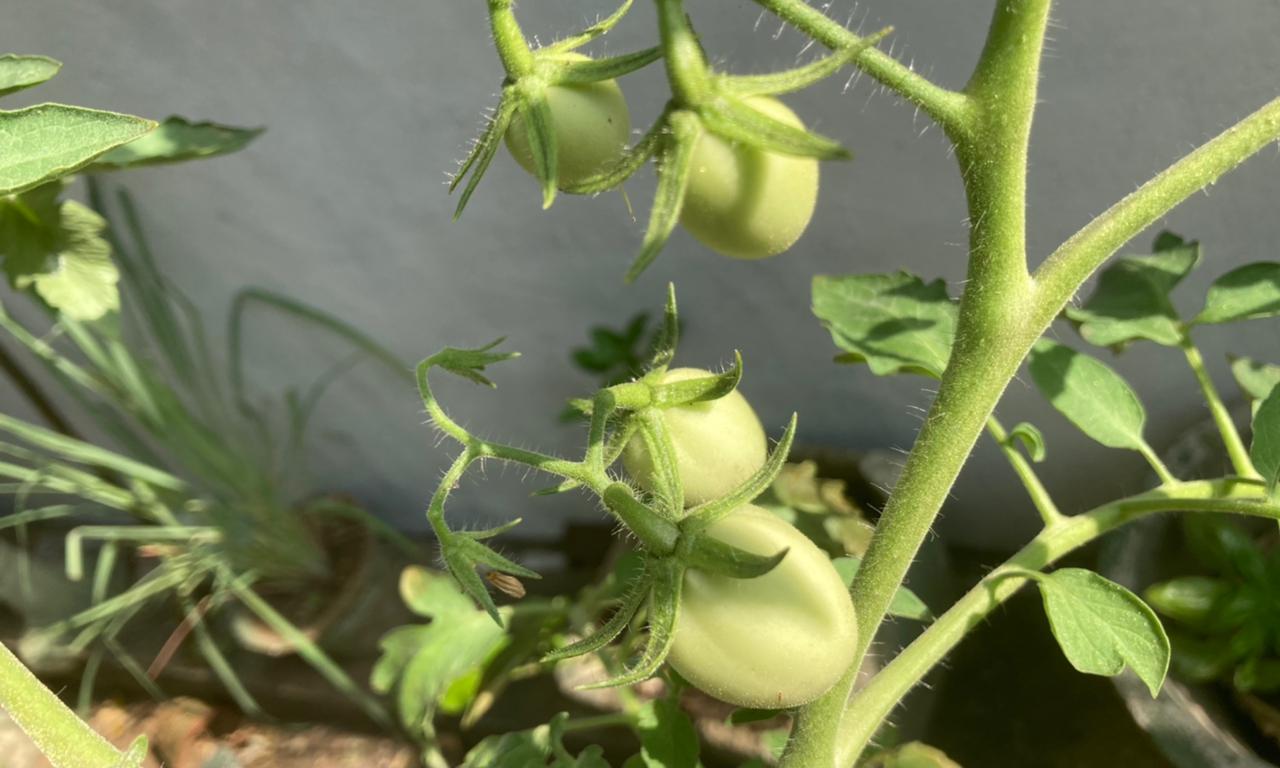 tomato.jpeg