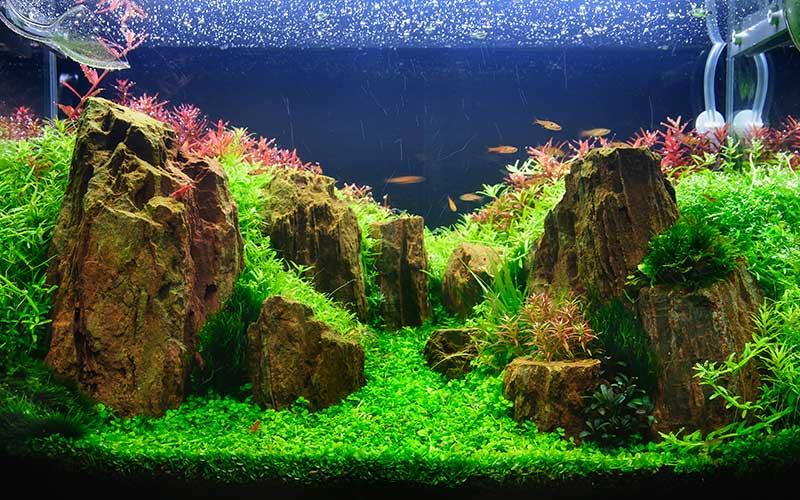 top-5-aquarium-plants-for-beginners-allpondsolutions.jpg