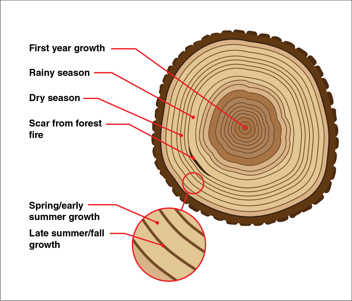 tree_rings_2.png