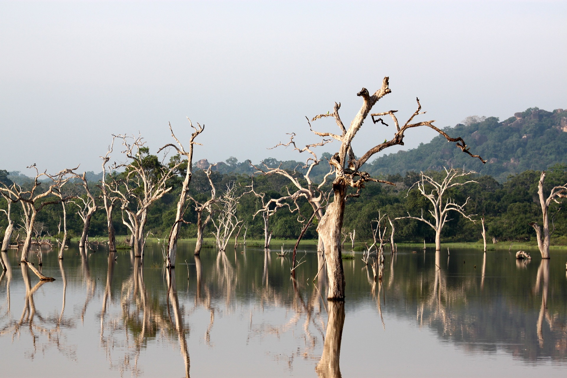 trees-g4786b3bc3_1920.jpg