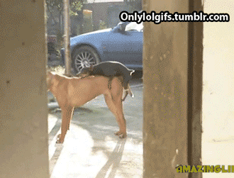 tumblr_op7q8g8Tok1smy9ueo1_400.gif