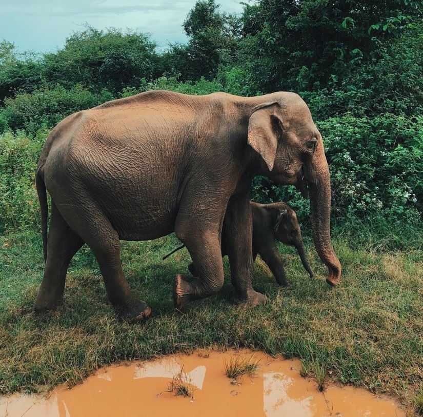 udawalawe baby elephnat.JPG