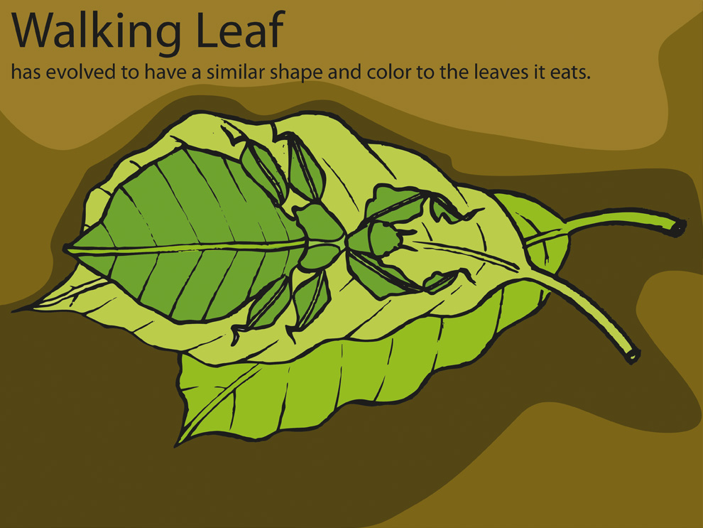 walking-leaf.jpg