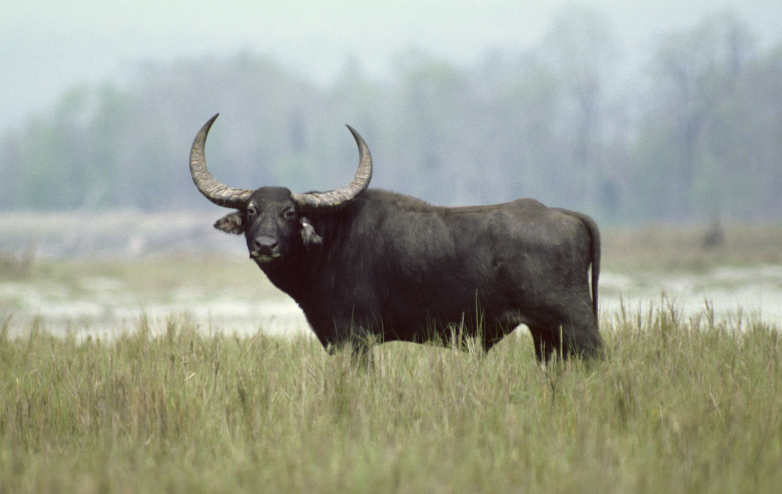 water-buffalo.jpg