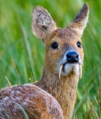 Water_Deer.jpg