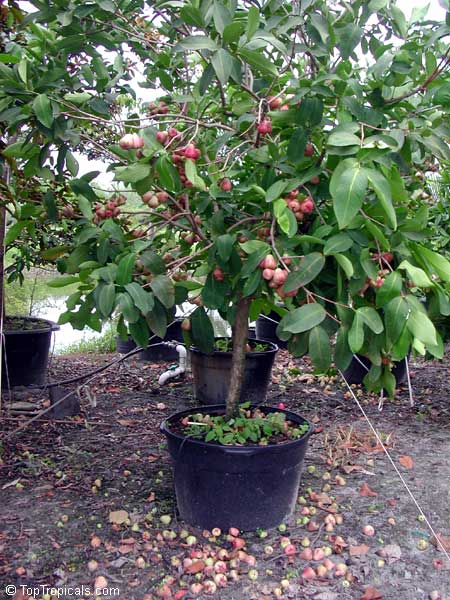 WaxJambu7.jpg