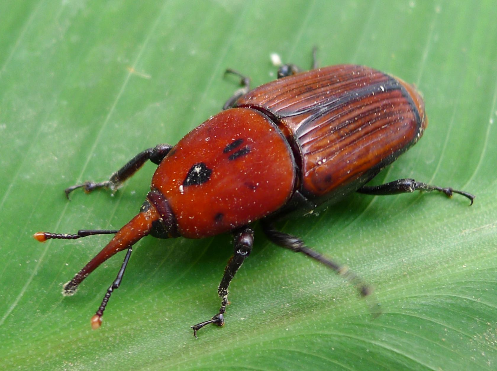 WEEVIL.jpg