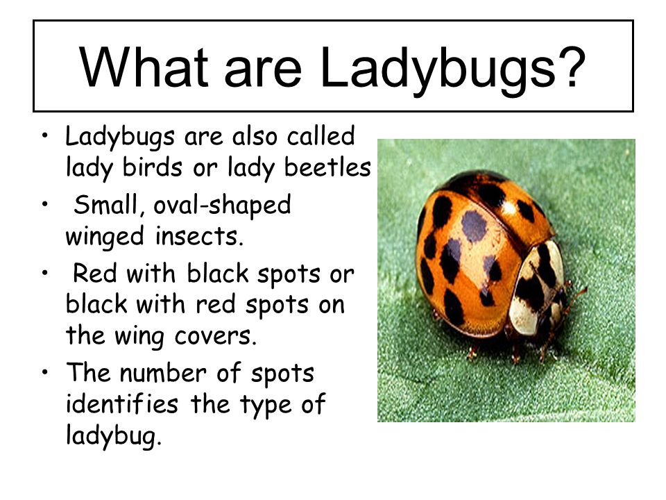What+are+Ladybugs+Ladybugs+are+also+called+lady+birds+or+lady+beetles.jpg