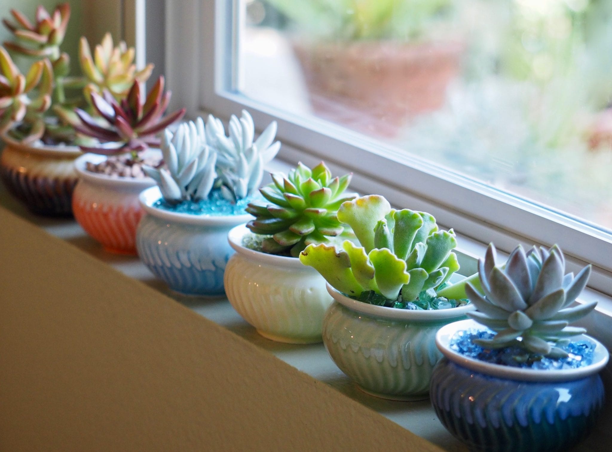 Windowsill-Succulents.jpg