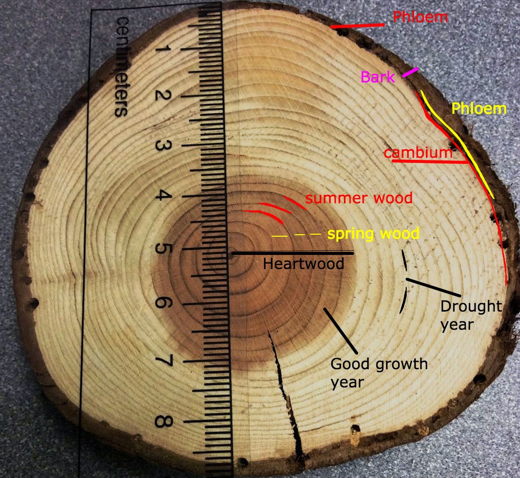 Wood anatomy.jpg