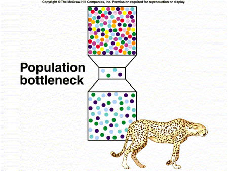 wujiu4CbQl6gWEriA8Yy_population_bottleneck.jpg