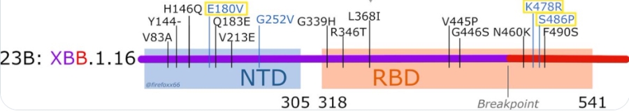 XBB116.jpg