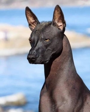 xolo_1.jpg