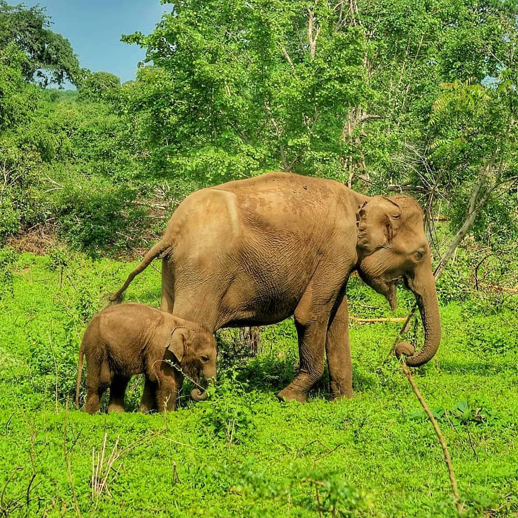 Yala Safari Sri Lanka.jpg
