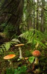 canadamushroomrainforest-72-ga.jpg