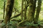 hohrivervalleymosstree2-710-ga.jpg