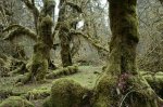 hohrivervalleymosstree-6702-ga.jpg