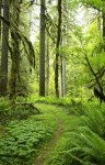 olympicnationalrainforest-200411686-001-ga.jpg