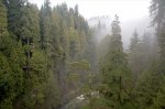 pacificrainforestfog-981531-ga.jpg