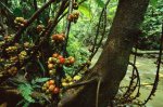 figtreesgrow-703076-ga.jpg
