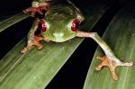 greentreefrog-380907-ga.jpg