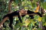 playfulcapuchin-A8A5M2-ga.jpg