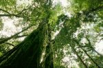 rainforestcanopy-102098-ga.jpg