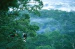 rhinohornbilldipterocarp-521392-ga.jpg
