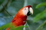 scarletmacaw-747825-ga.jpg