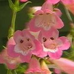 penstemon_fujiyama.jpg