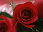 rose.jpg rose.jpg