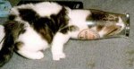 pets_preview.jpg