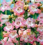 penstemon-fujiyama.jpg