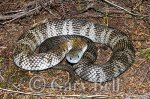 24T6683-01D-tiger-snake.jpg