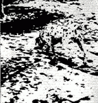 opticalillusions33.gif opticalillusions33.gif