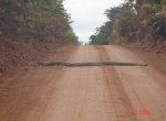 big-snake.jpg