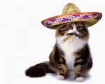 1239387631-sombrerocat.jpg