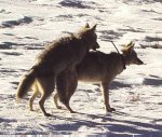2Coyotes-Mating1-OnSnow.jpg