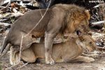 animal_sex_2.jpg