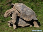 fucking-turtles.jpg