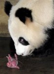 070814_panda_vmed_10a_widec.jpg