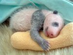 panda_baby_7sfw1.jpg