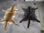 cat and dingo.jpg