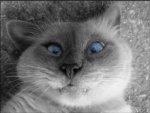 notadeadcat.jpg