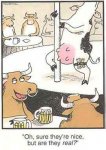 cowstripper.jpg