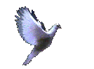 Bird.gif
