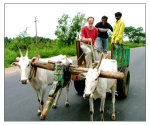 bull_cart_safari.jpg
